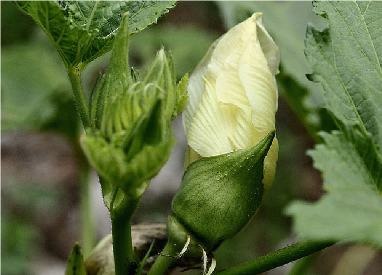 Manufacturer, Exporter, Importer, Supplier, Wholesaler, Retailer, Trader of Okra Buds in Secunderabad, Telangana, India